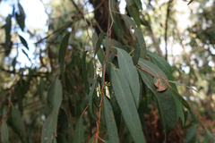 Eucalyptus radiata radiata