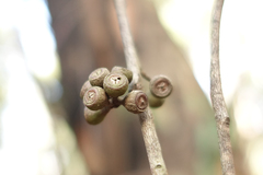 Eucalyptus radiata radiata