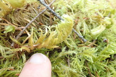 Homalothecium megaptilum