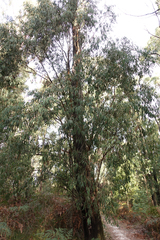 Eucalyptus radiata radiata