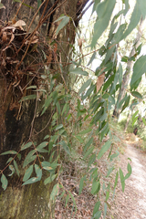 Eucalyptus radiata radiata