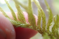 Homalothecium megaptilum