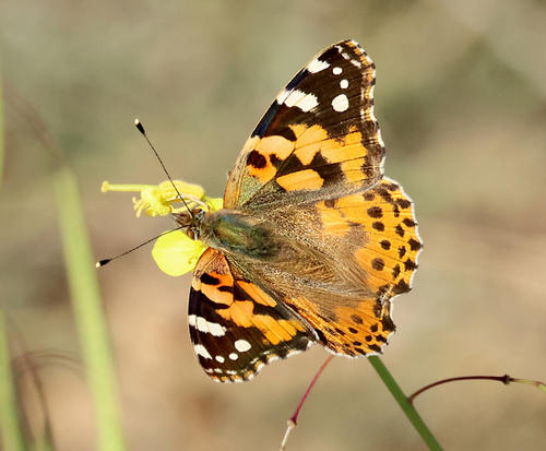 Painted Lady