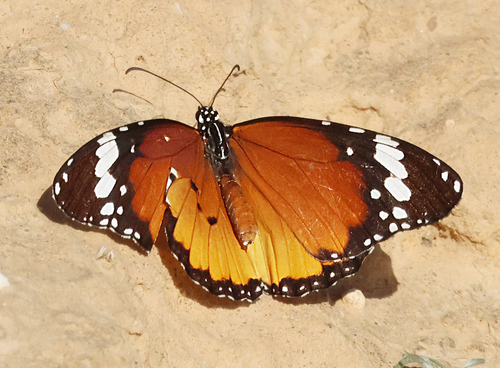 Plain Tiger Butterfly
