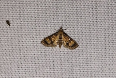 Nomophilini