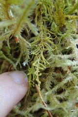 Claopodium crispifolium