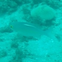 Ciliate Spinecheek
