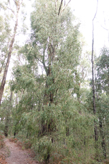 Eucalyptus radiata radiata