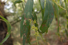 Eucalyptus radiata radiata