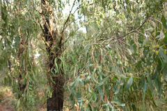 Eucalyptus radiata radiata
