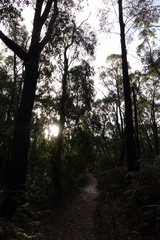 Eucalyptus radiata radiata