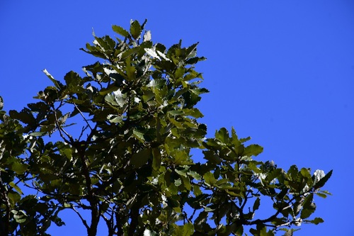 Quercus liebmannii