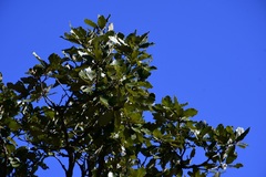 Quercus liebmannii