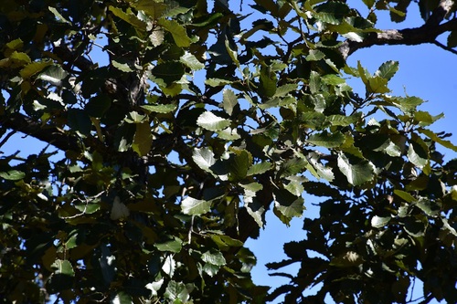 Quercus liebmannii, photograph 1