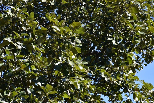 Quercus liebmannii, photograph 2