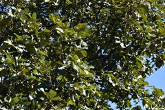 Quercus liebmannii, photograph (c) Neptalí Ramírez Marcial, some rights reserved (CC BY)