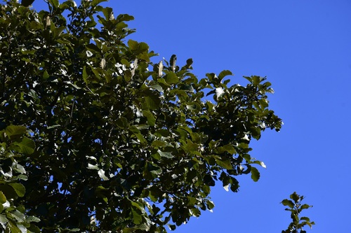 Quercus liebmannii, photograph 3