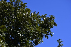 Quercus liebmannii, photograph (c) Neptalí Ramírez Marcial, some rights reserved (CC BY)