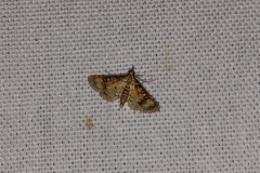Nomophilini