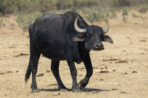 Domestic Water Buffalo
