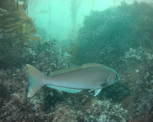 Ocean whitefish (Caulolatilus princeps) — Malacanthidae