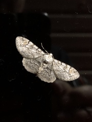 Iridopsis larvaria