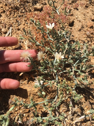 Image of Stephanomeria parryi by (c) Martin Purdy, some rights reserved (CC BY)