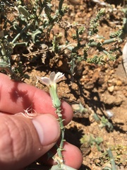 Stephanomeria parryi