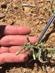 Stephanomeria parryi