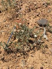 Stephanomeria parryi