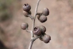 Eucalyptus muelleriana