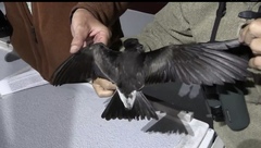 Ainley's Storm Petrel photo 1