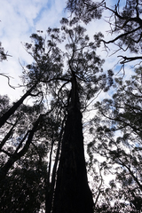 Eucalyptus muelleriana