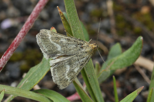 One-banded Pyrausta photo 4