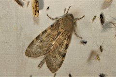 Pseudohemihyalea labecula