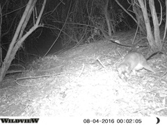 Philander opossum