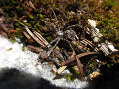 Rhysodromus alascensis