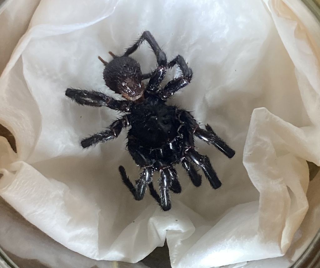 Newcastle Funnel-web Spider