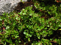 Polygonum minimum