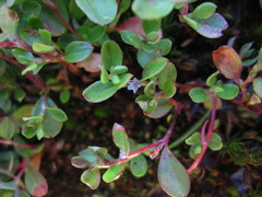 Polygonum minimum