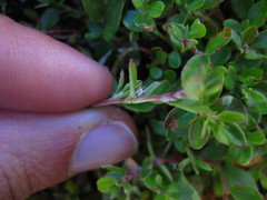 Polygonum minimum