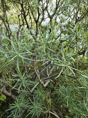Image of Euphorbia piscatoria by (c) Mário de Pinto Balsemão, some rights reserved (CC BY)