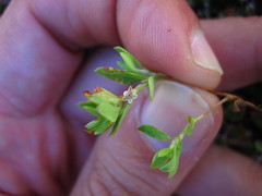 Polygonum minimum