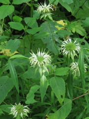 Monarda clinopodia