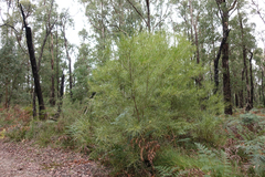 Acacia mucronata longifolia