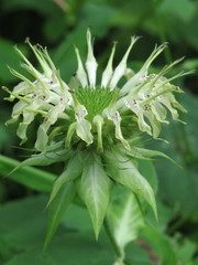 Monarda clinopodia