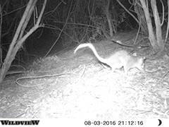 Philander opossum