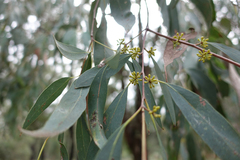 Eucalyptus radiata radiata