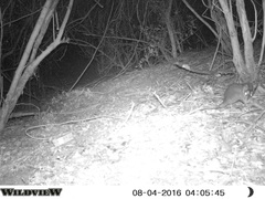 Philander opossum