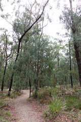 Eucalyptus radiata radiata